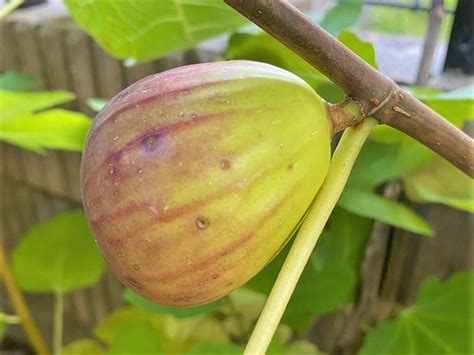 無花果 種|イチジク(無花果)の種類・品種まとめ｜特徴や育て方も紹